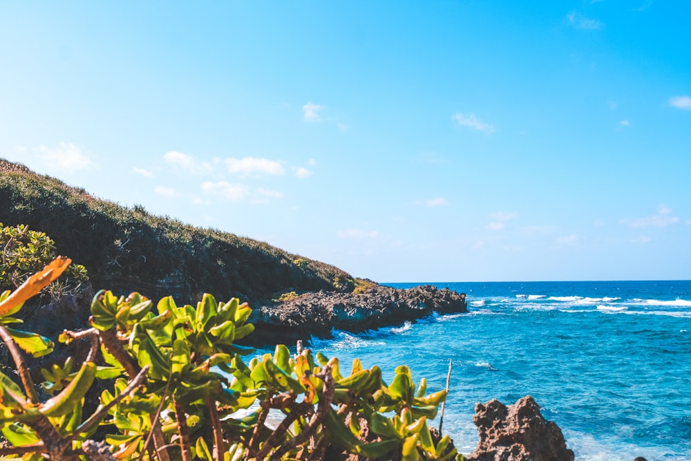 mountain and plants on island during day