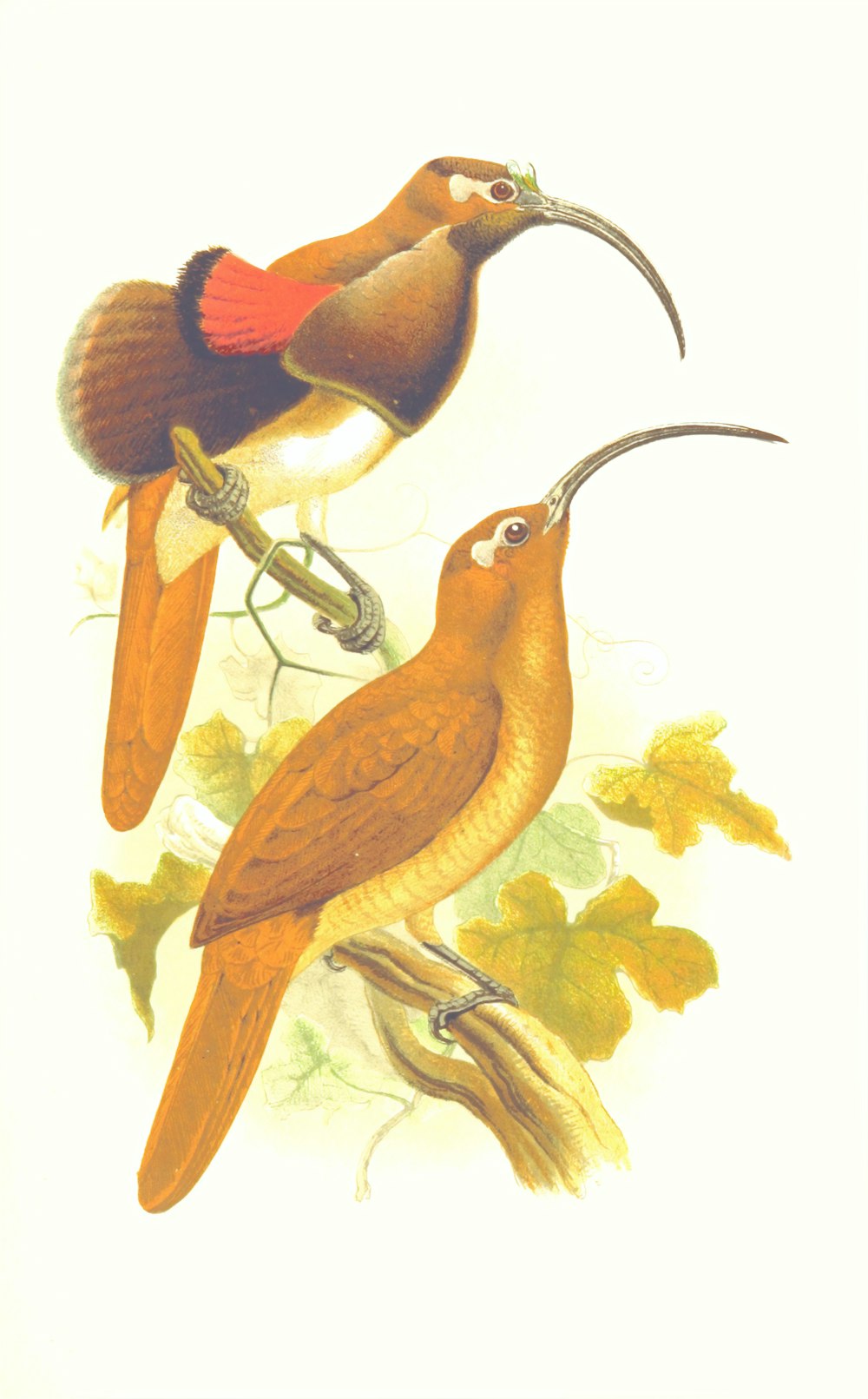 two brown birds illustration