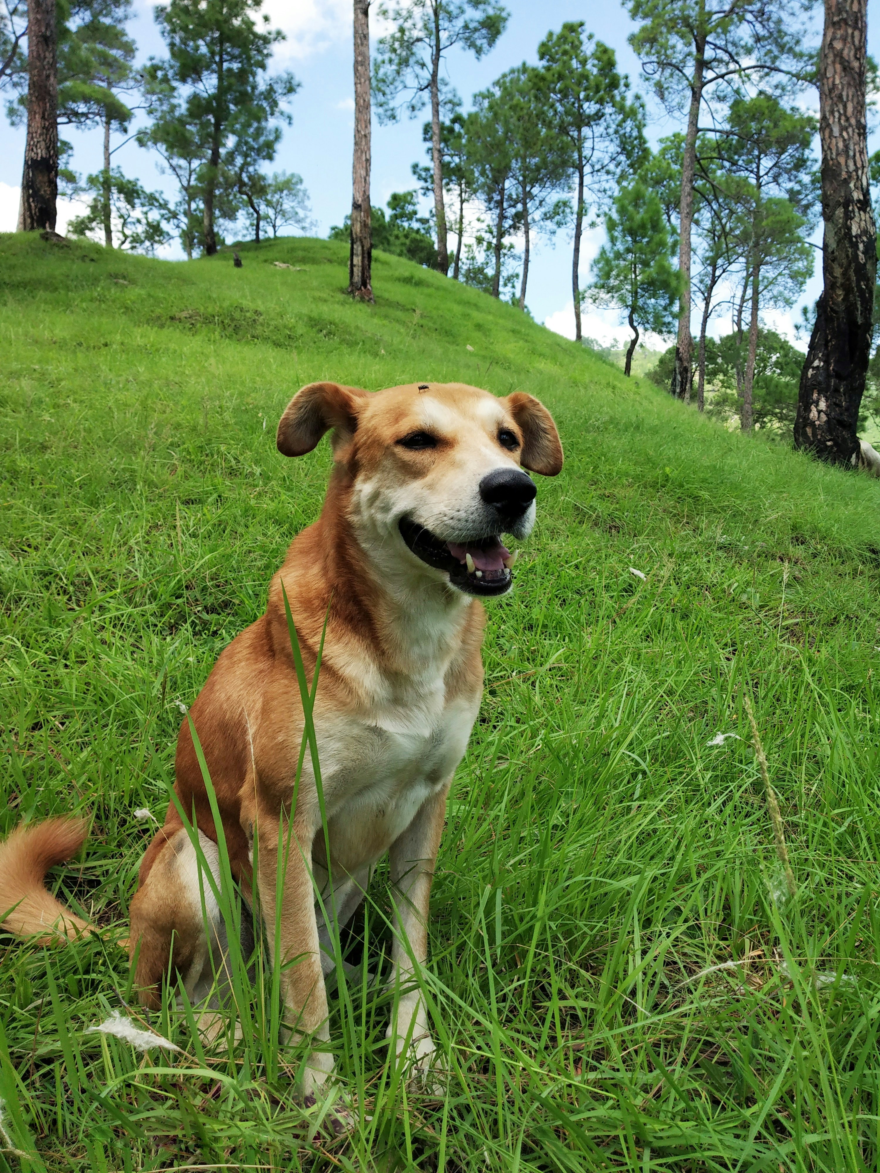 shallow focus photo of short-coated brown and white dog