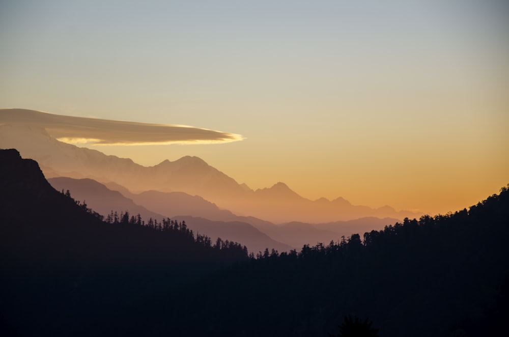 silhouette of trees during golden hour