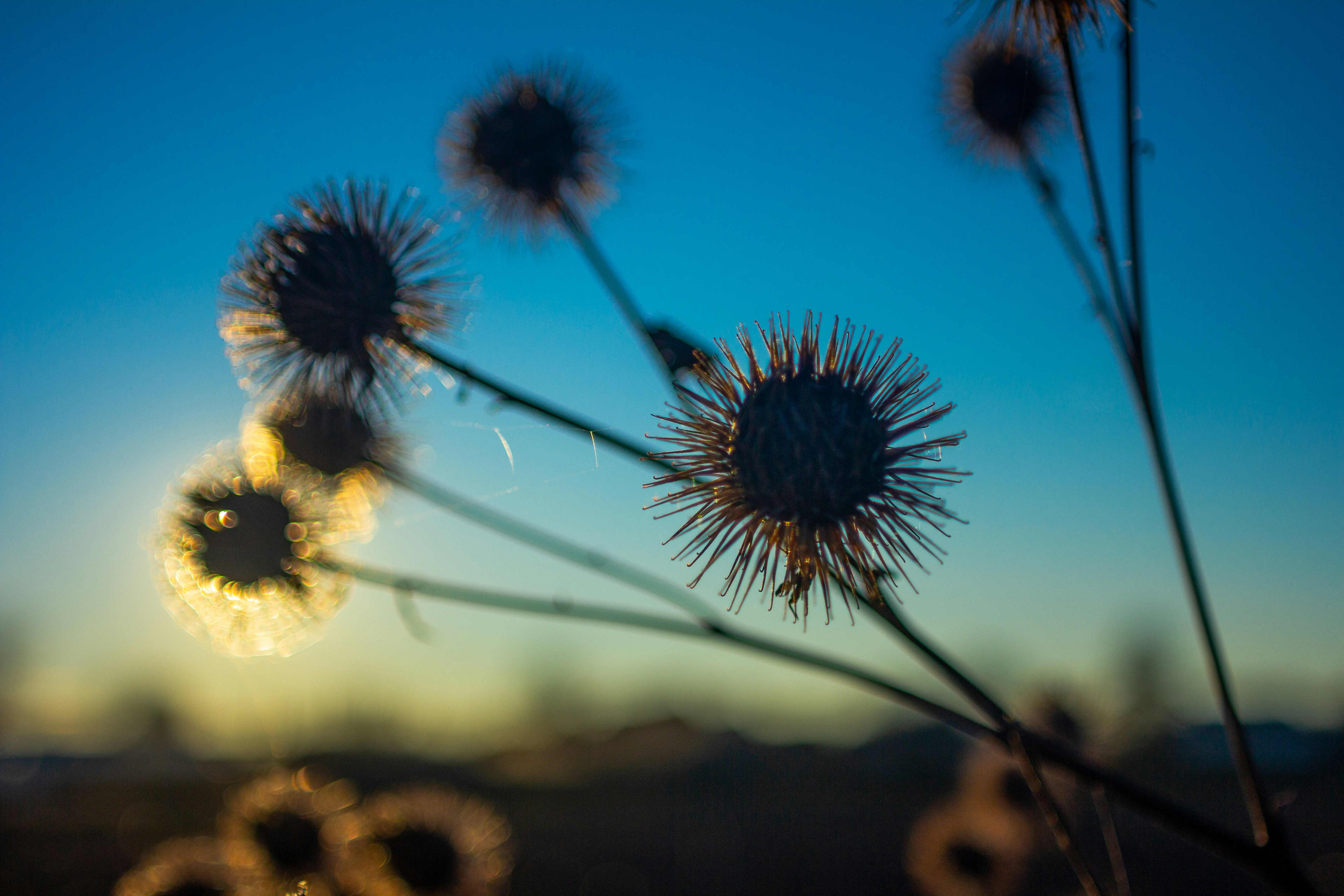 Silhouette von Pflanzen