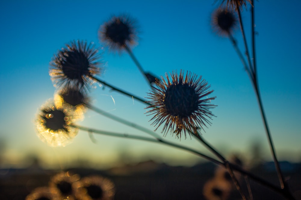 silhouette of plants