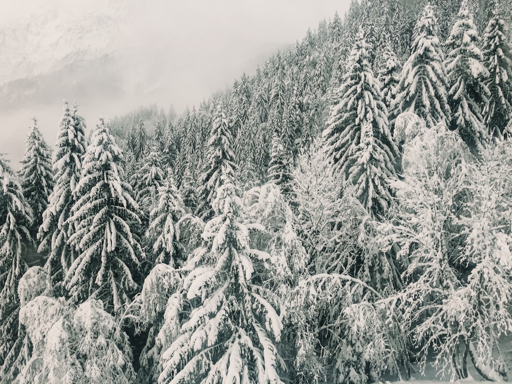 pine trees covered with snow