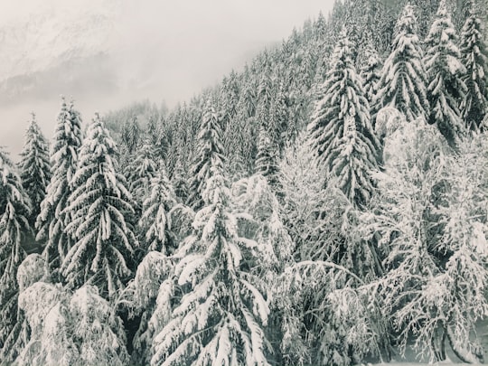 pine trees covered with snow in Les Houches France