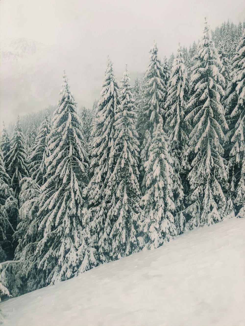 trees on mountain covered with snow
