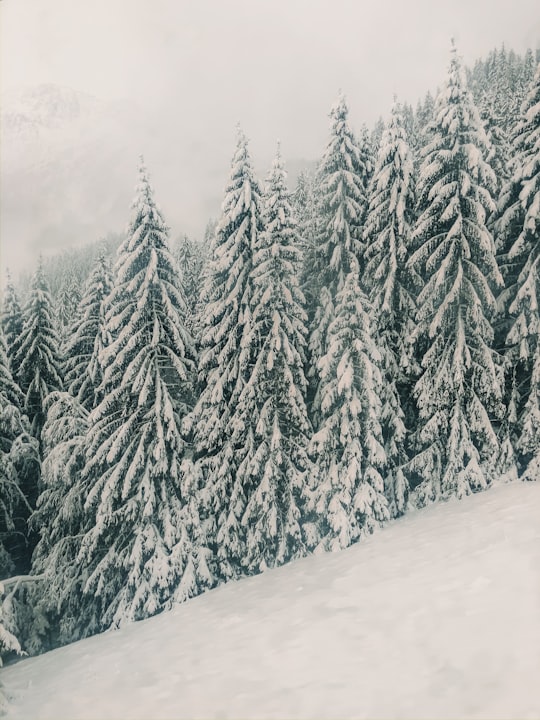 trees on mountain covered with snow in Les Houches France