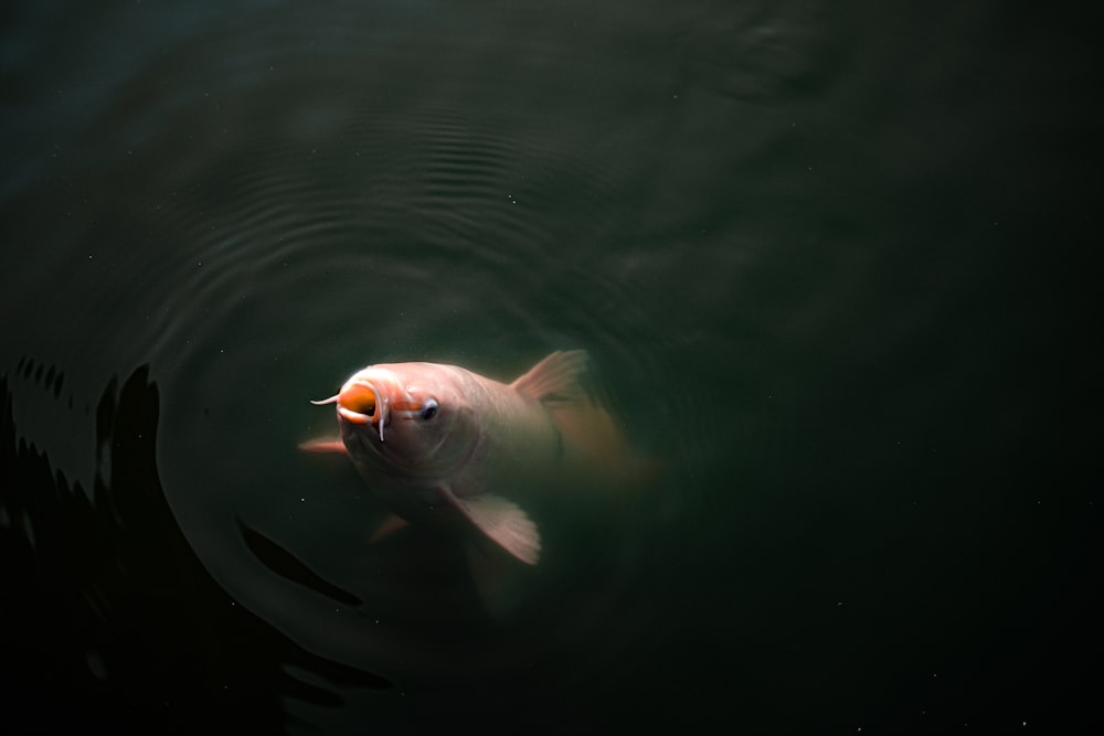 shallow focus photo of fish in body of water