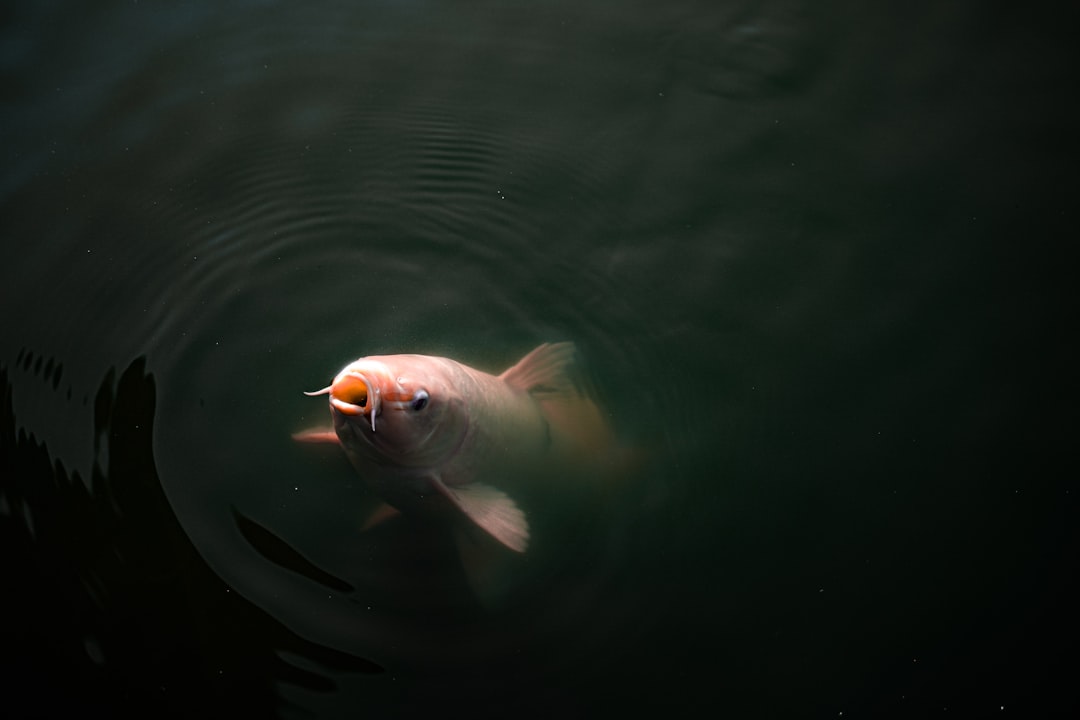 Underwater photo spot Osaka Japan