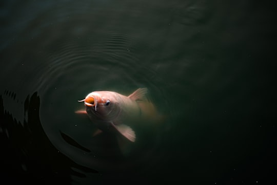 shallow focus photo of fish in body of water in Osaka Japan