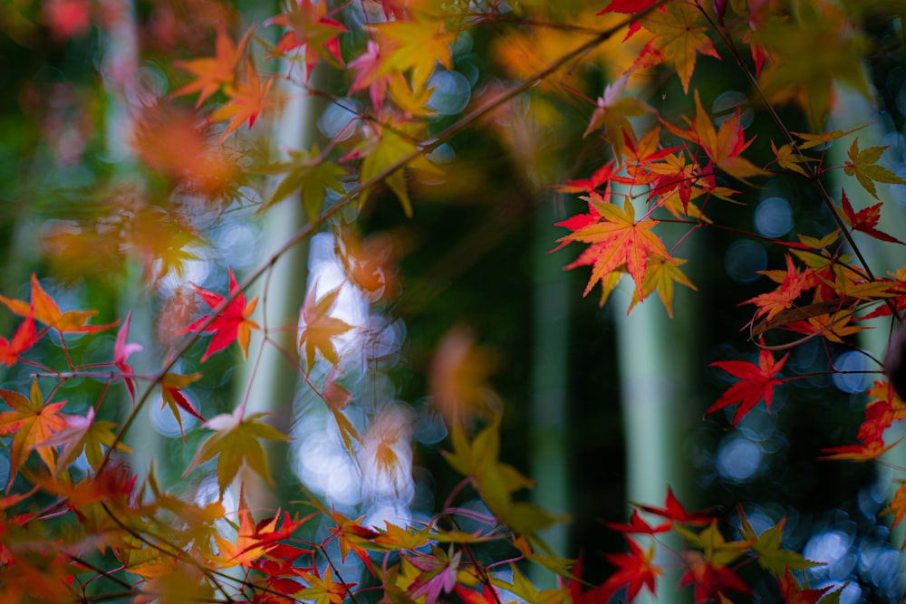 orange and green leafed tree