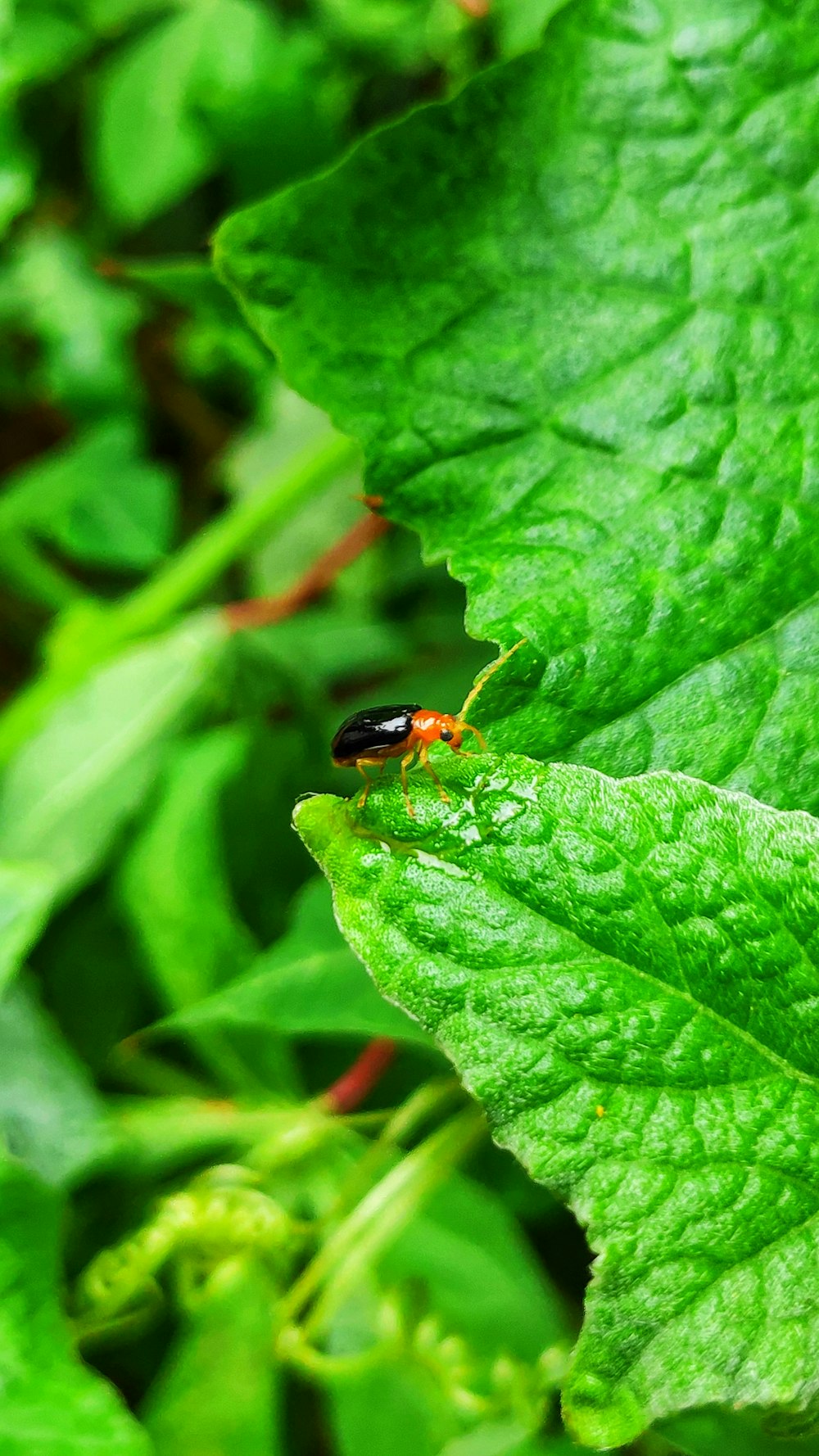 macro photography of black and brown bug on green plant