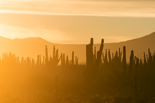 silhouette of plants during golden hour in Baja California Sur Mexico