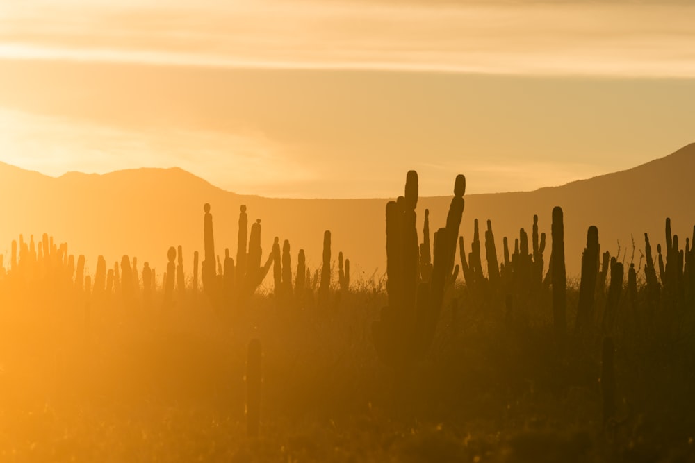 silhouette di piante durante l'ora d'oro