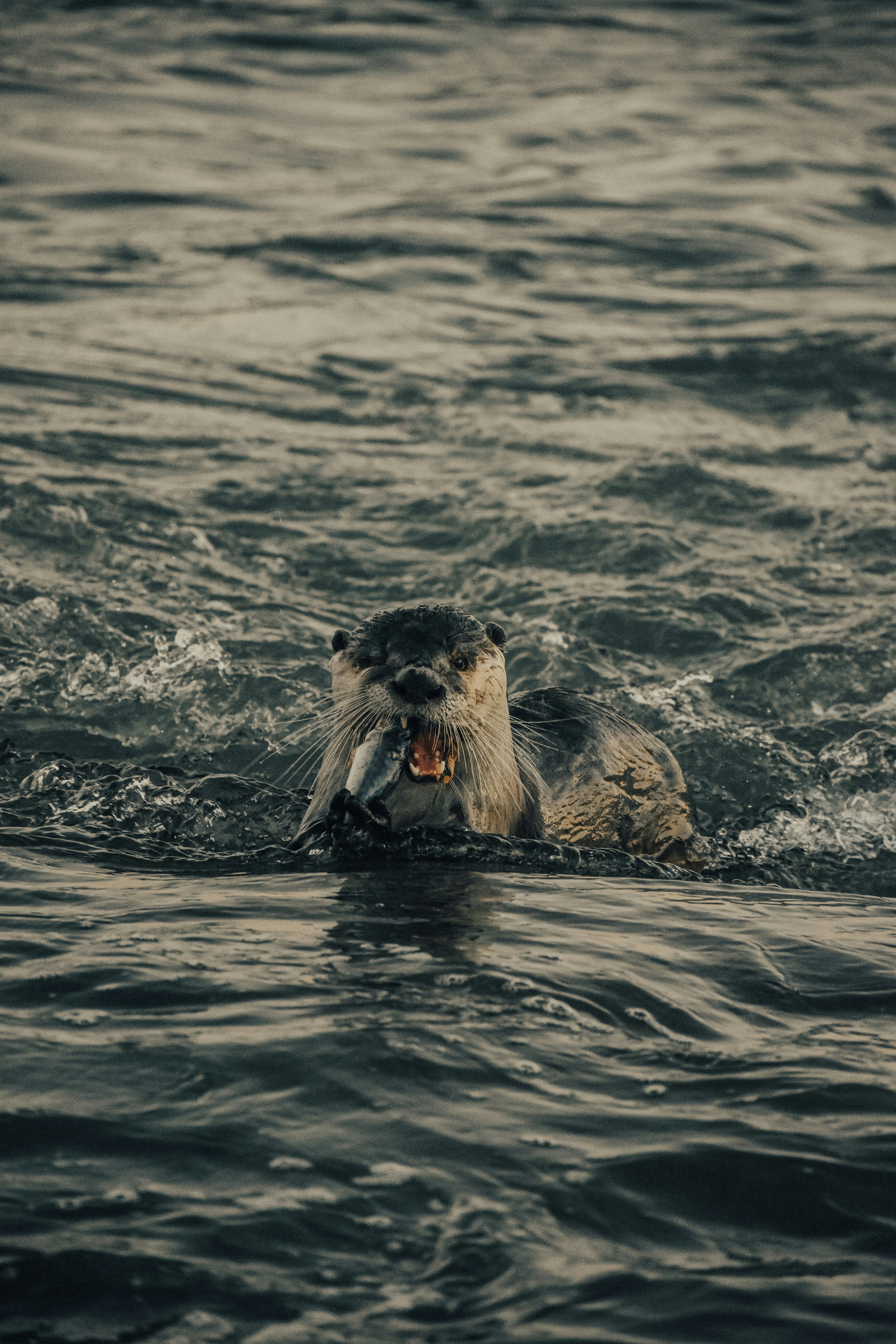 gray North American river otter in water