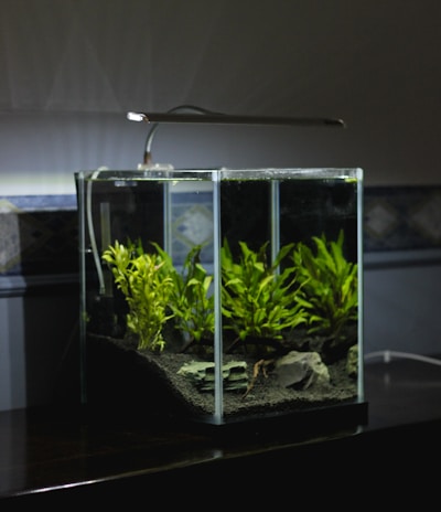green leaf plant in clear glass terrarium with lighted lamp on top
