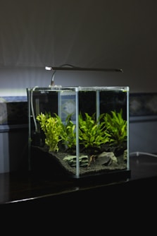 green leaf plant in clear glass terrarium with lighted lamp on top