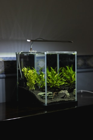 green leaf plant in clear glass terrarium with lighted lamp on top