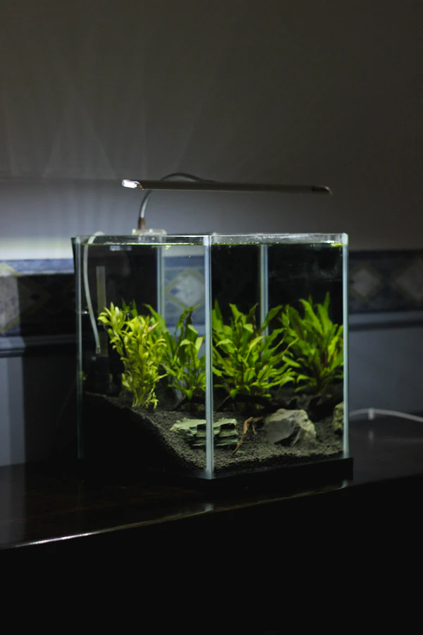 Petit aquarium terrarium en verre avec éclairage LED