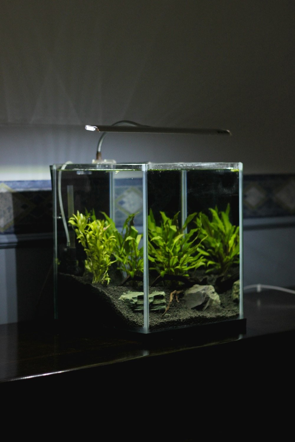 green leaf plant in clear glass terrarium with lighted lamp on top