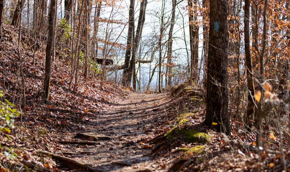 brown and green forest trees