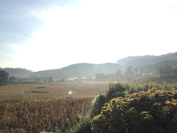 A serene green landscape with soft morning light filtering through trees at Bajind Agro-Tourism.