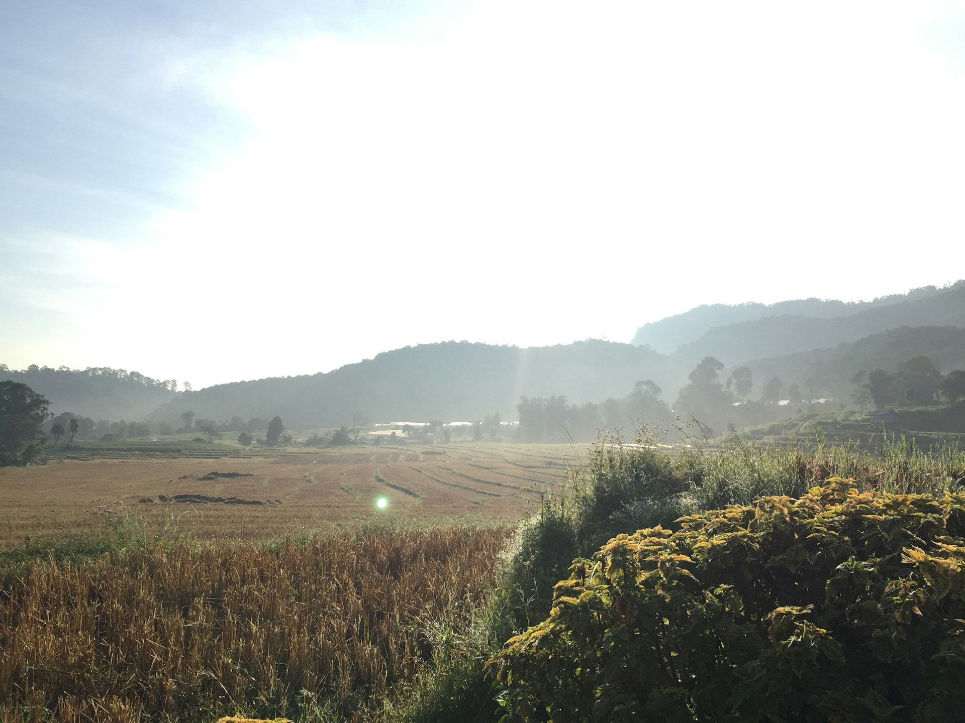 A serene view of the lush landscaped gardens within the gated estate, bathed in soft morning light.
