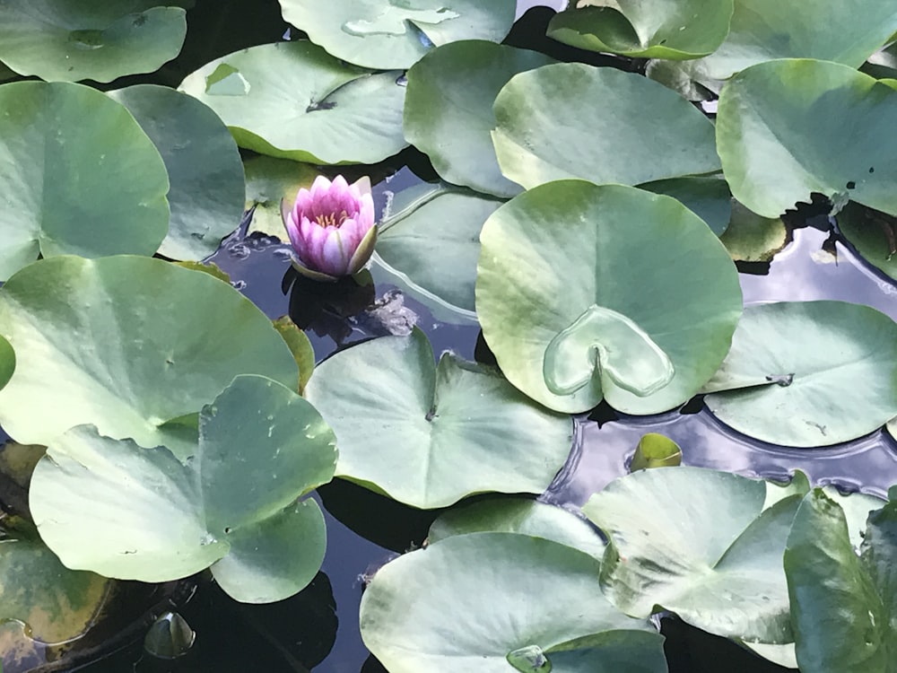 lily pods on water