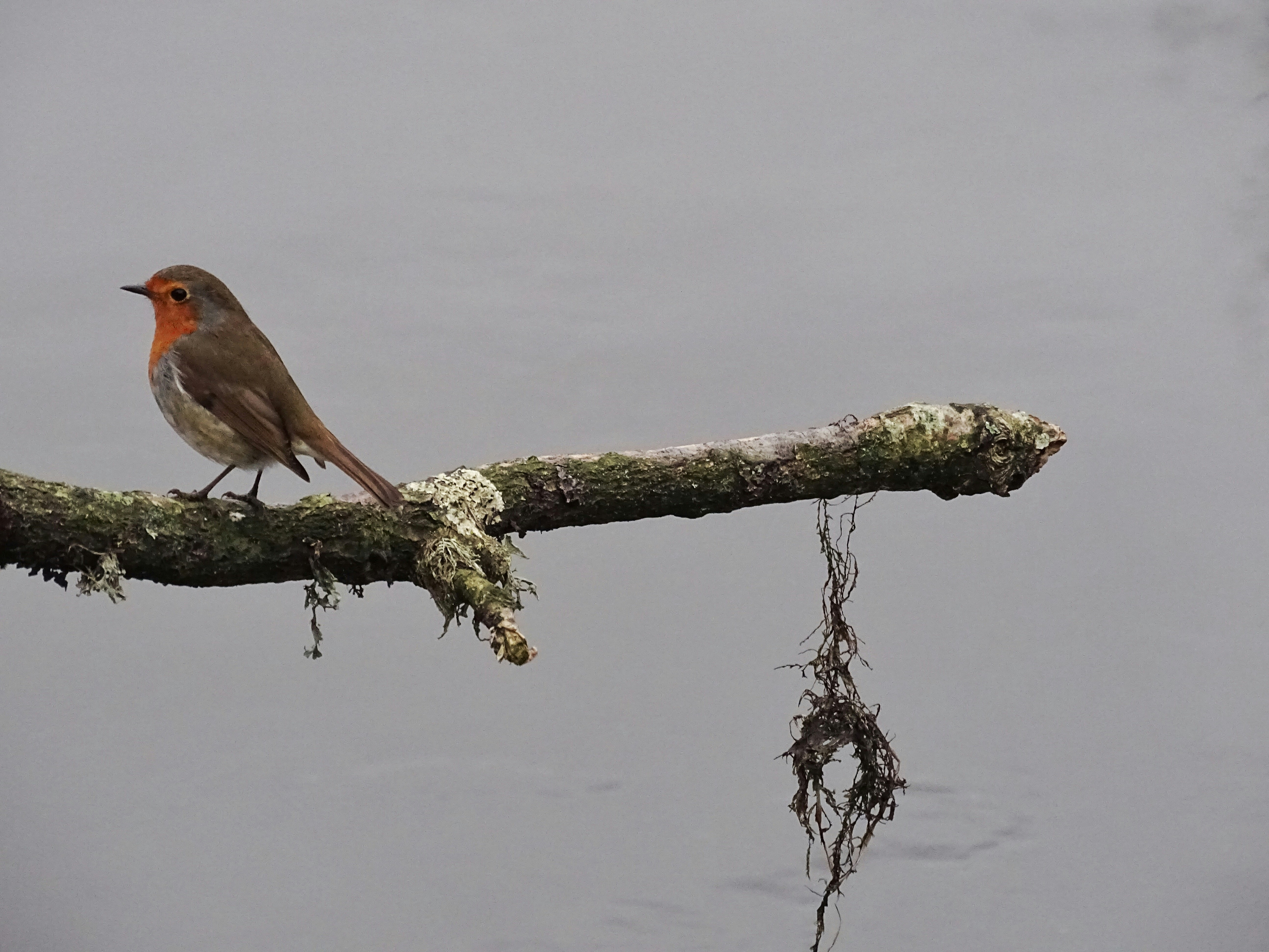 Brown and gray bird on tree branch photo – Free Uk Image on Unsplash