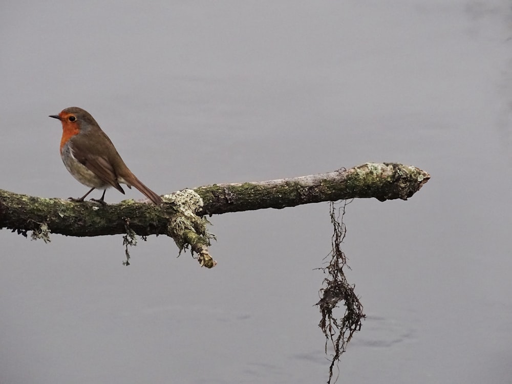 brown and gray bird on tree branch