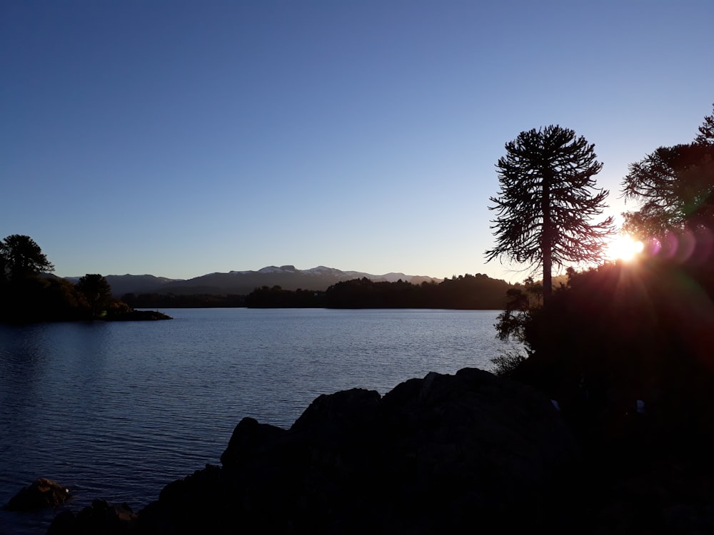 silhouette photography of trees and lake during dawn