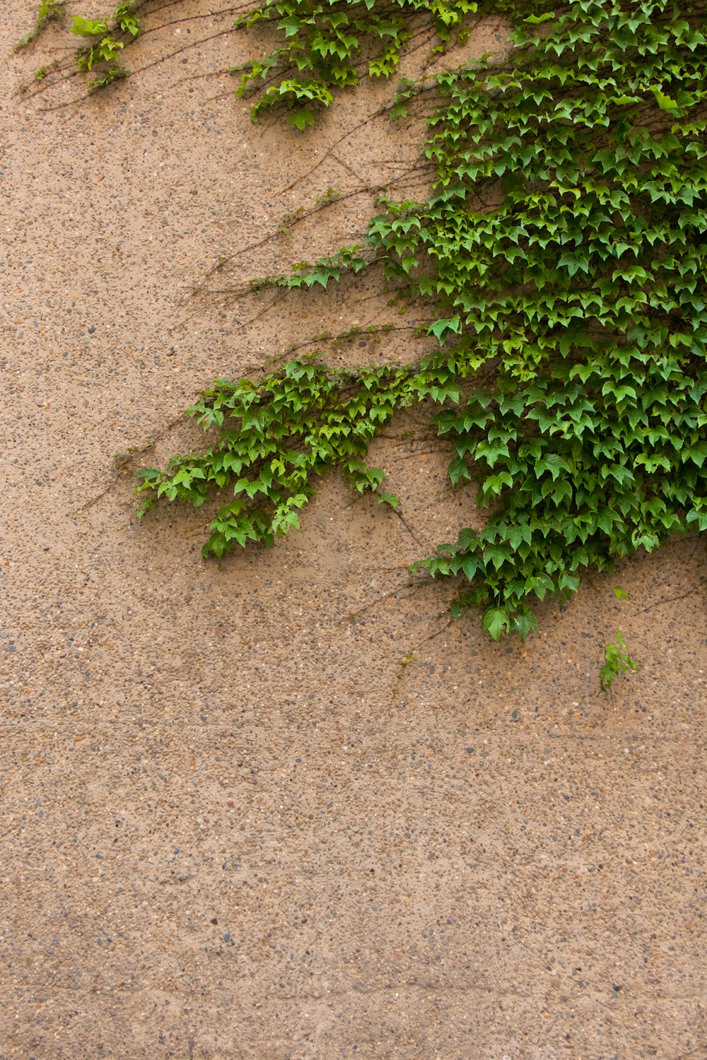 green-leafed plant