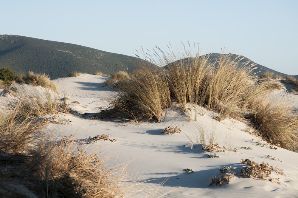 white sand