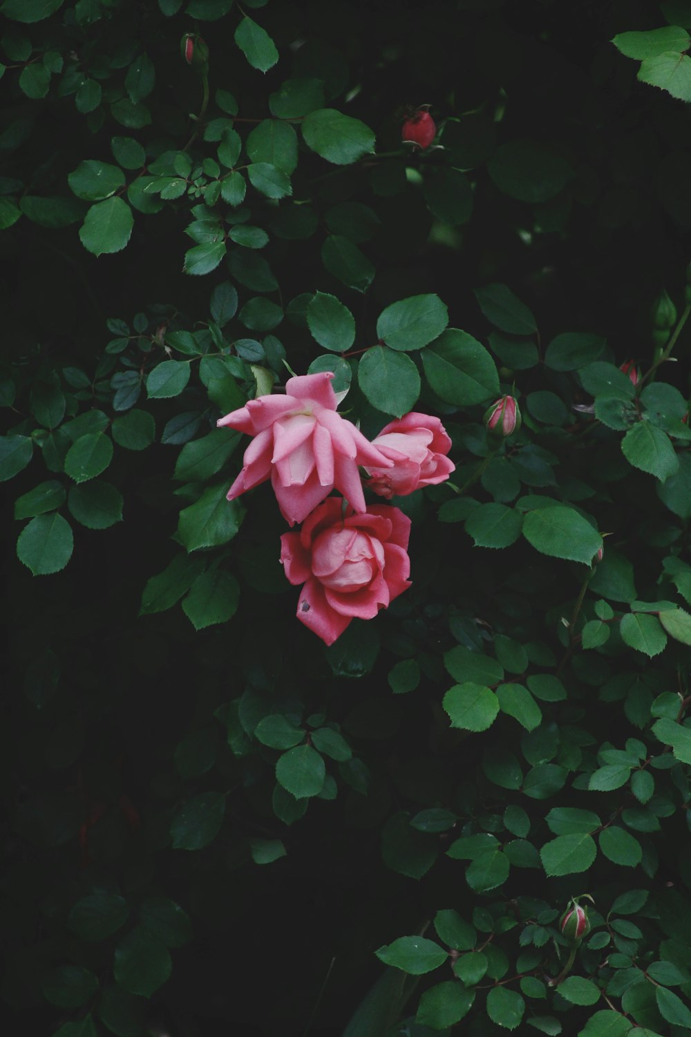 pink rose flowers