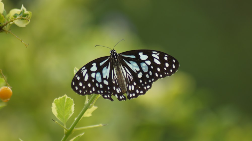 black and white butterfly perched on leaf selective focus photography