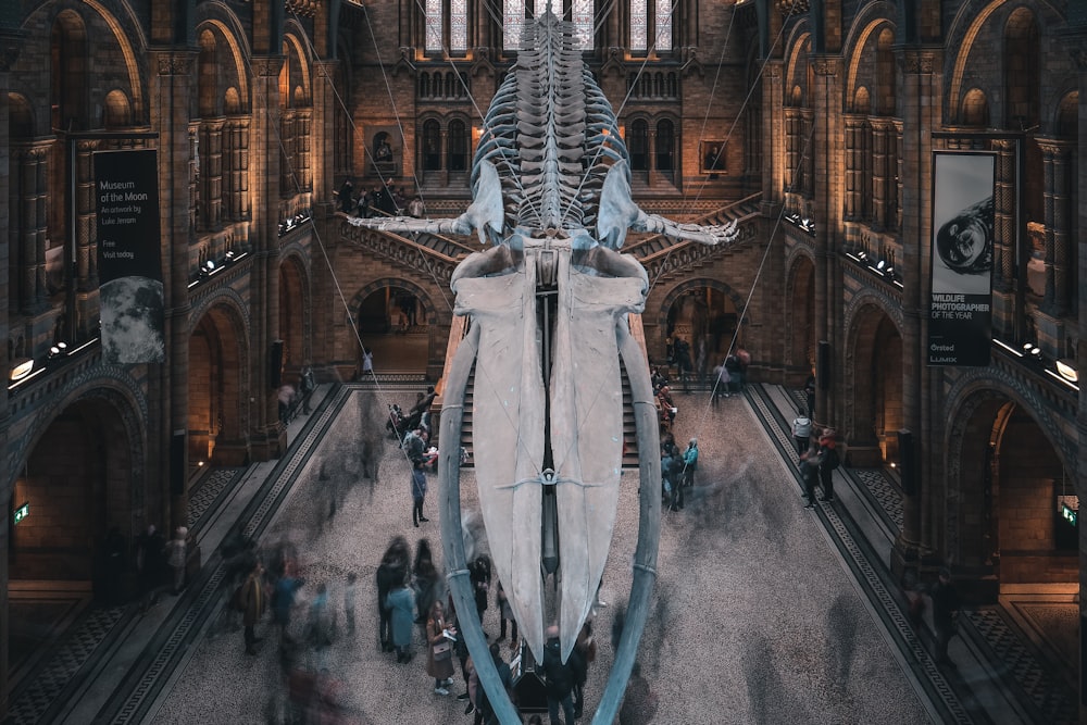 dinosaur skeleton inside building
