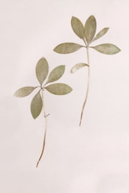 green and brown leaves illustration