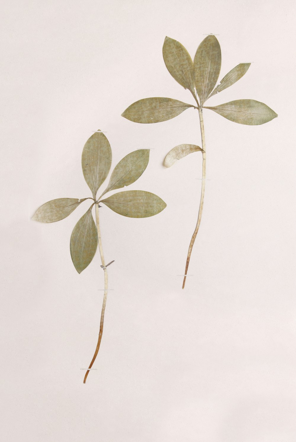 ilustração de folhas verdes e marrons