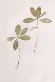 Two pressed plant stems with leaves are arranged vertically on a light beige background. Each stem has several elongated leaves radiating from a central point.