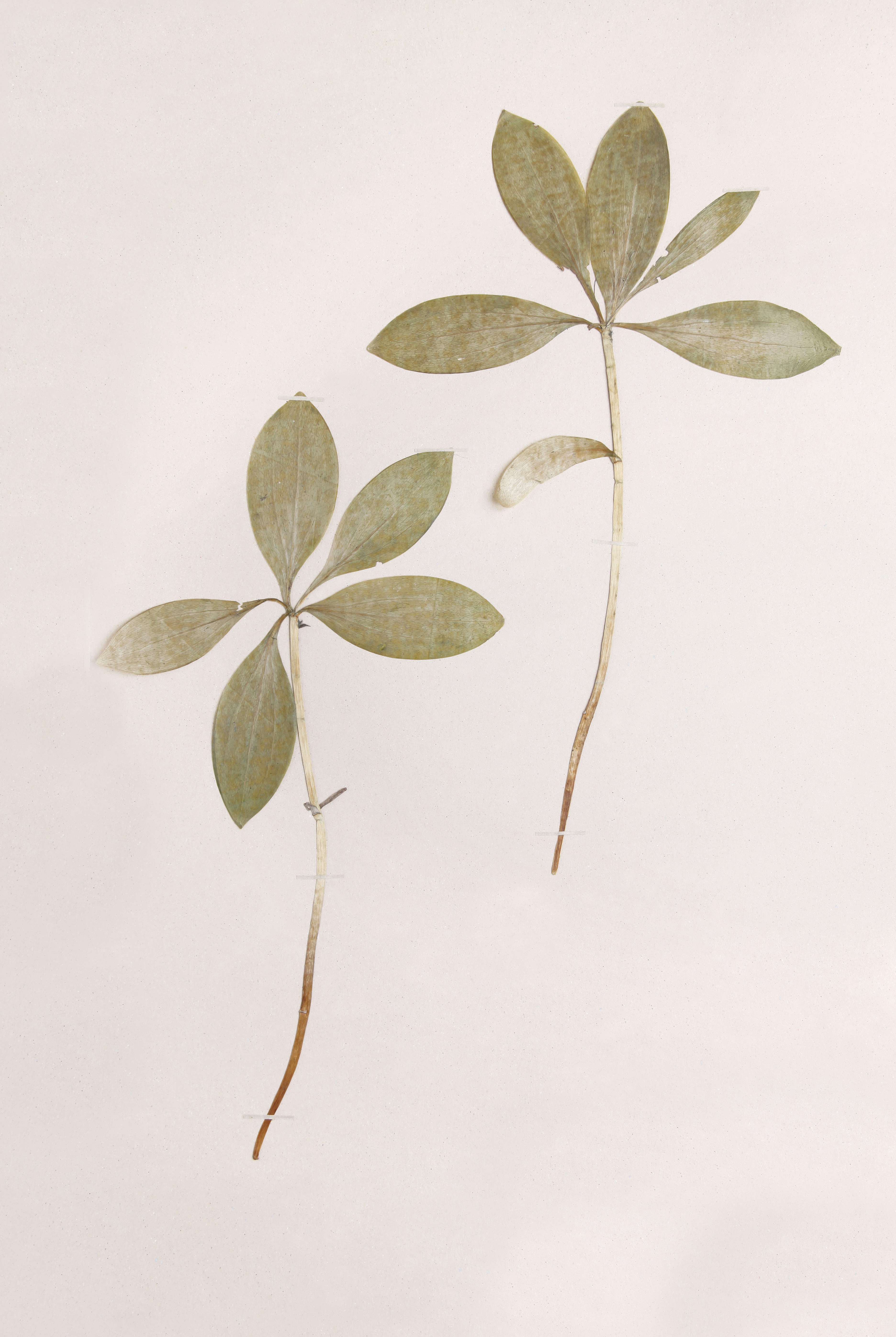 Sprouting Juniper Seeds