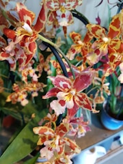 A cluster of vibrant orchids with intricate patterns of red, orange, and white blooms. The flowers are delicately layered with star-shaped petals and rich textured colors, set against a backdrop of lush green leaves.