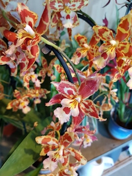 A cluster of vibrant orchids with intricate patterns of red, orange, and white blooms. The flowers are delicately layered with star-shaped petals and rich textured colors, set against a backdrop of lush green leaves.