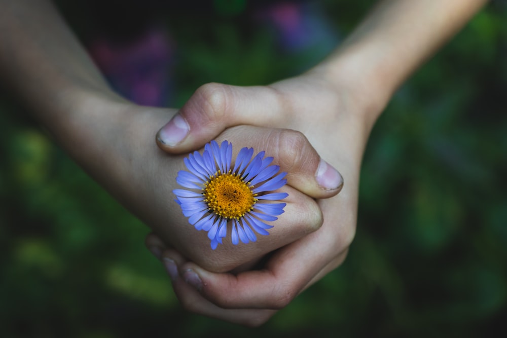 person holding blue petaled flower