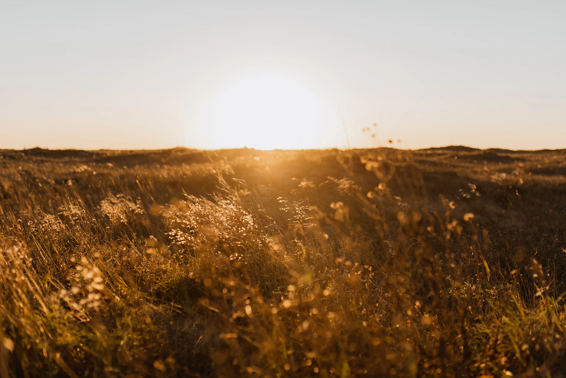 Golden hour field in Texas countryside