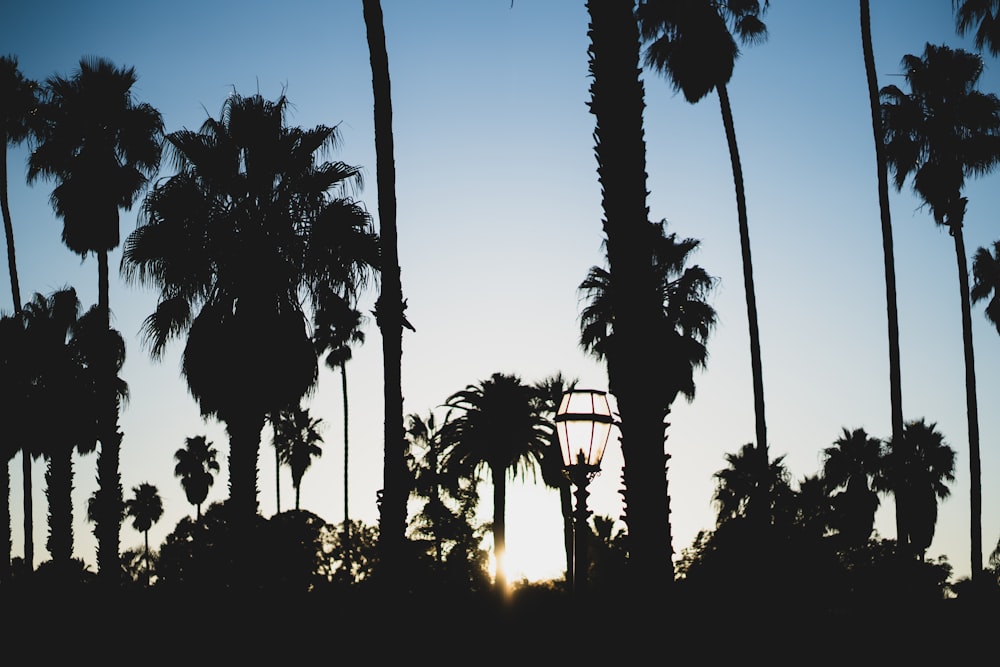 silhouette of palm trees during sunset