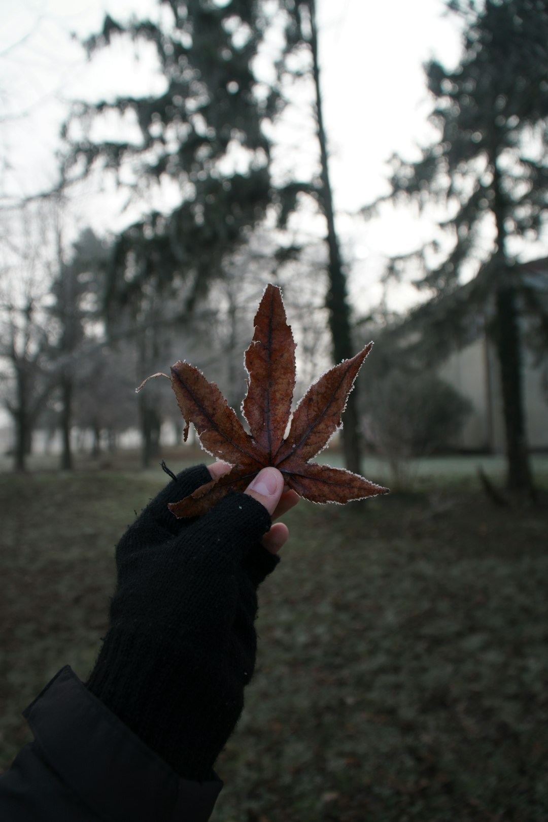 person holding brown leaf