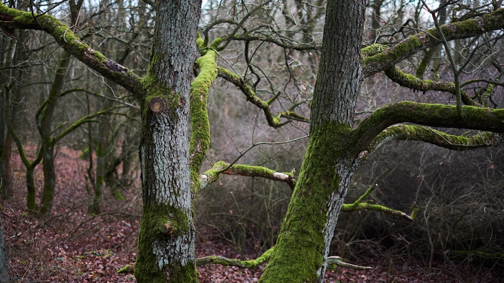 green leafed tree