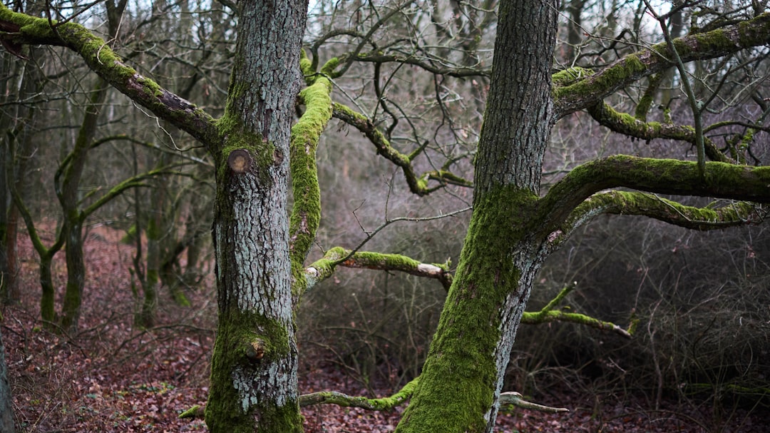 green leafed tree