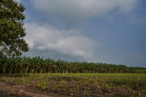 A wide view of SHG Agrofarm's banana plantation under a clear blue sky.