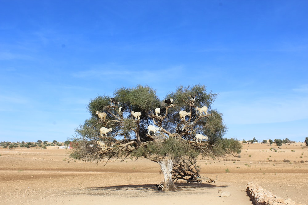 green-leafed tree