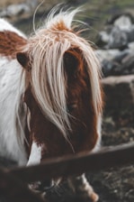 A close-up view of a pony with a shaggy mane, featuring a mix of white and light brown fur. The background includes blurred rocks, suggesting a natural setting.